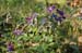 MR_VitaP11_042